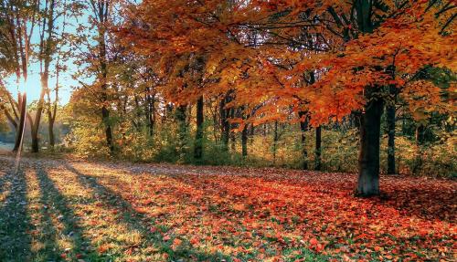 Autumn leaves falling