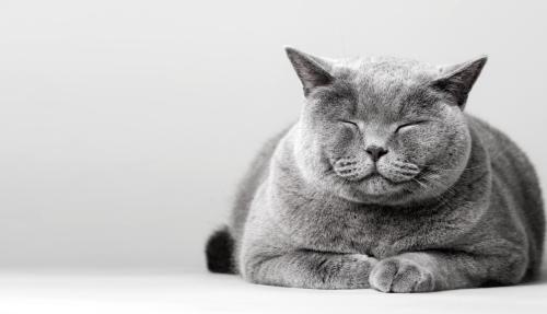 Sleeping cat