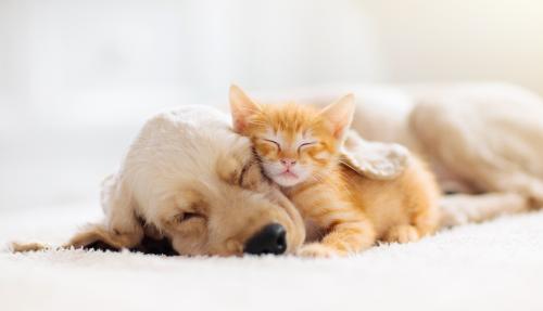 Dog and cat sleeping side by side