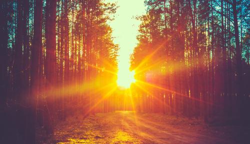 Sun setting between trees in a forest